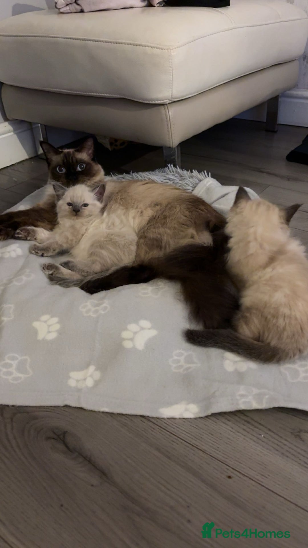 Ragdoll cats for sale: STUNNING FULLY HEALTH TESTED RAGDOLL KITTENS - Image 7