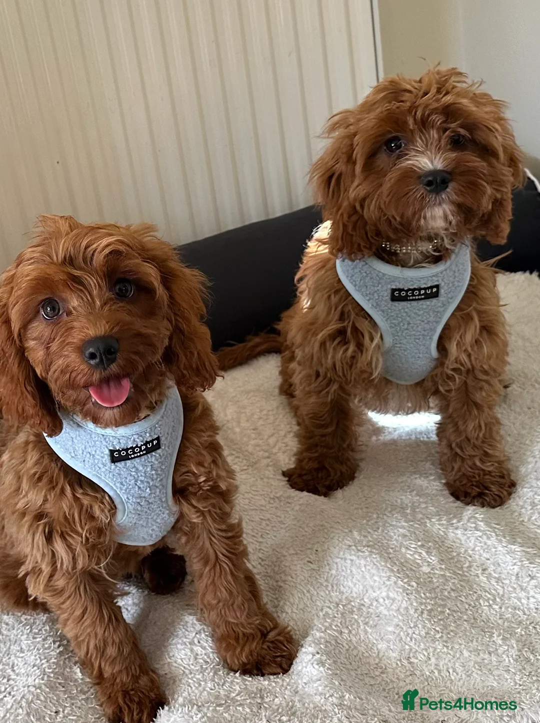 Cavapoo dogs for sale: Cavapoo young adult 2 males (brothers) - Advert 4