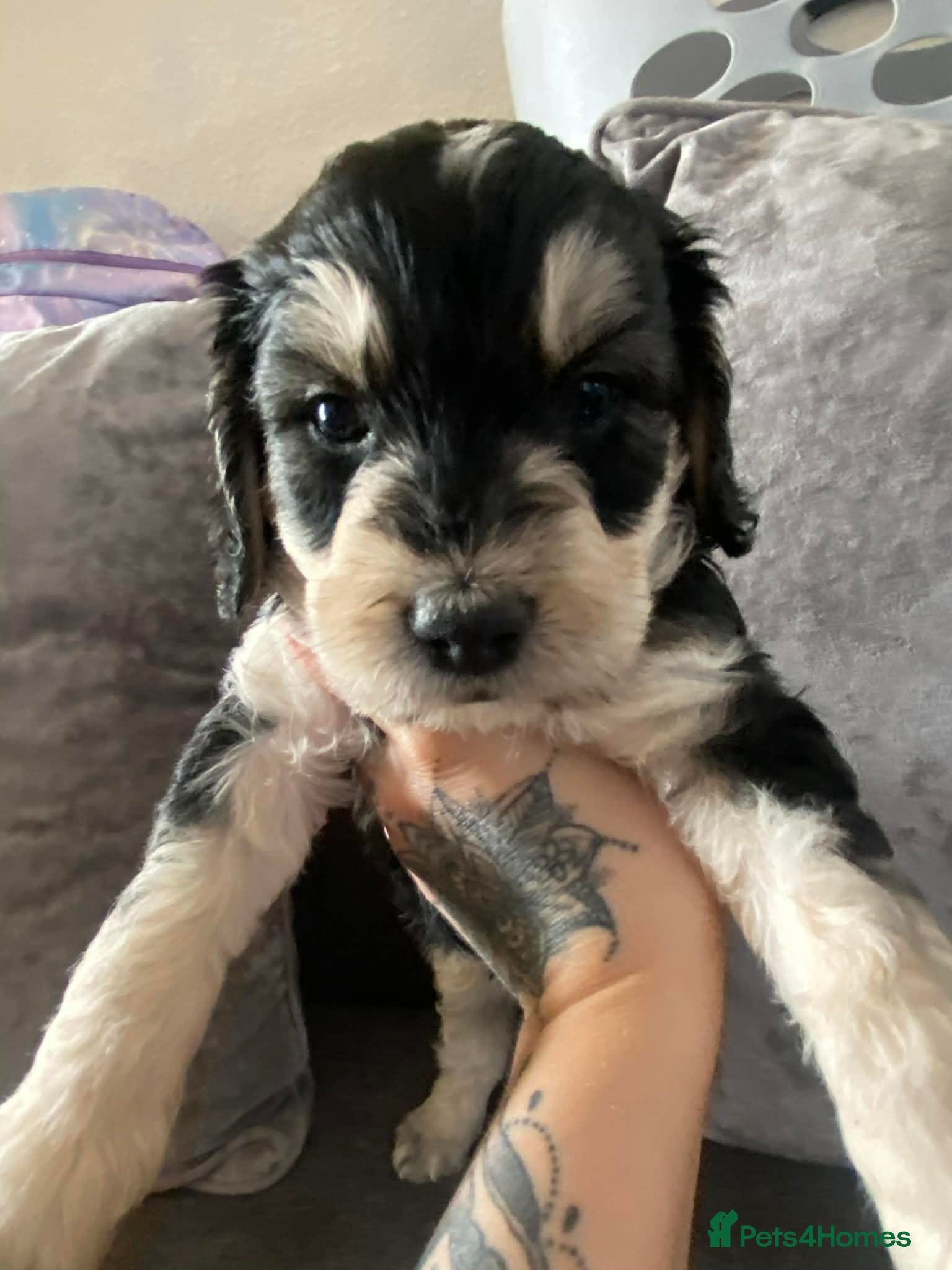 Sproodle dogs 1girl&3 boy sproodles ready from the 24th April💙 - Advert 15