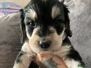 Sproodle dogs 1girl&3 boy sproodles ready from the 24th April💙 - Advert 15