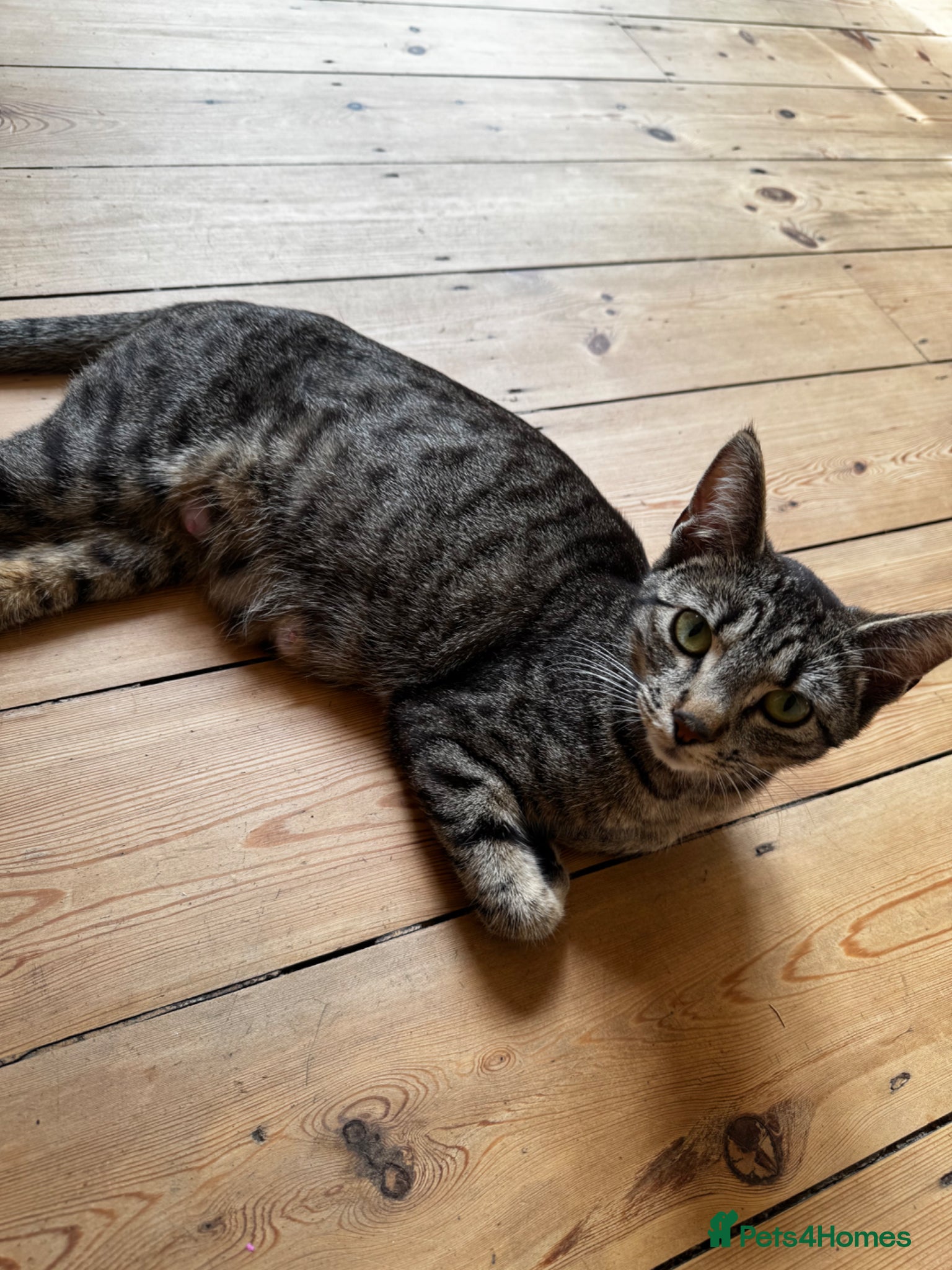 Mixed Breed cats Mixed marble litter - Advert 1