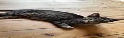Mixed Breed cats for sale: Mixed marble litter - Advert 1