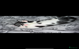 Mixed Breed cats for sale: Friendly playful kittens looking for homes  - Image 4