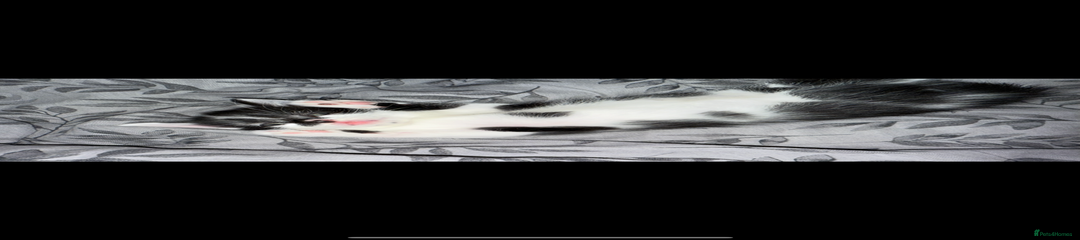 Mixed Breed Kitten 3