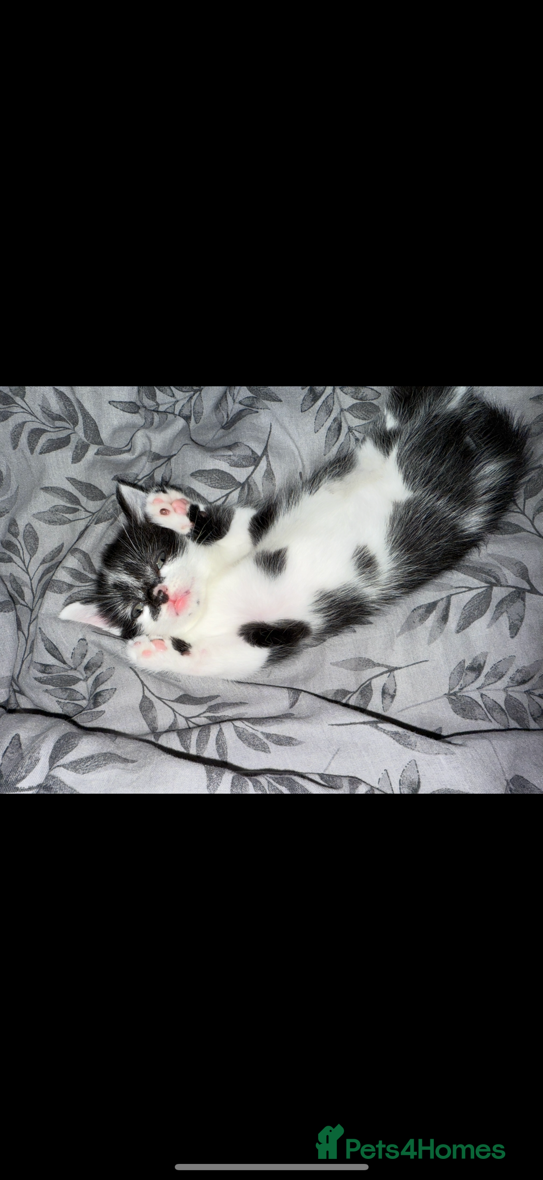 Mixed Breed cats for sale: Friendly playful kittens looking for homes  - Image 4