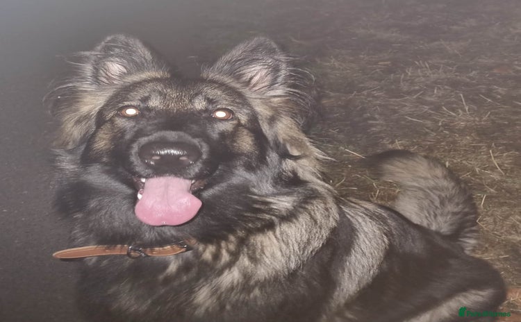 German Shepherd dogs - Advert 1