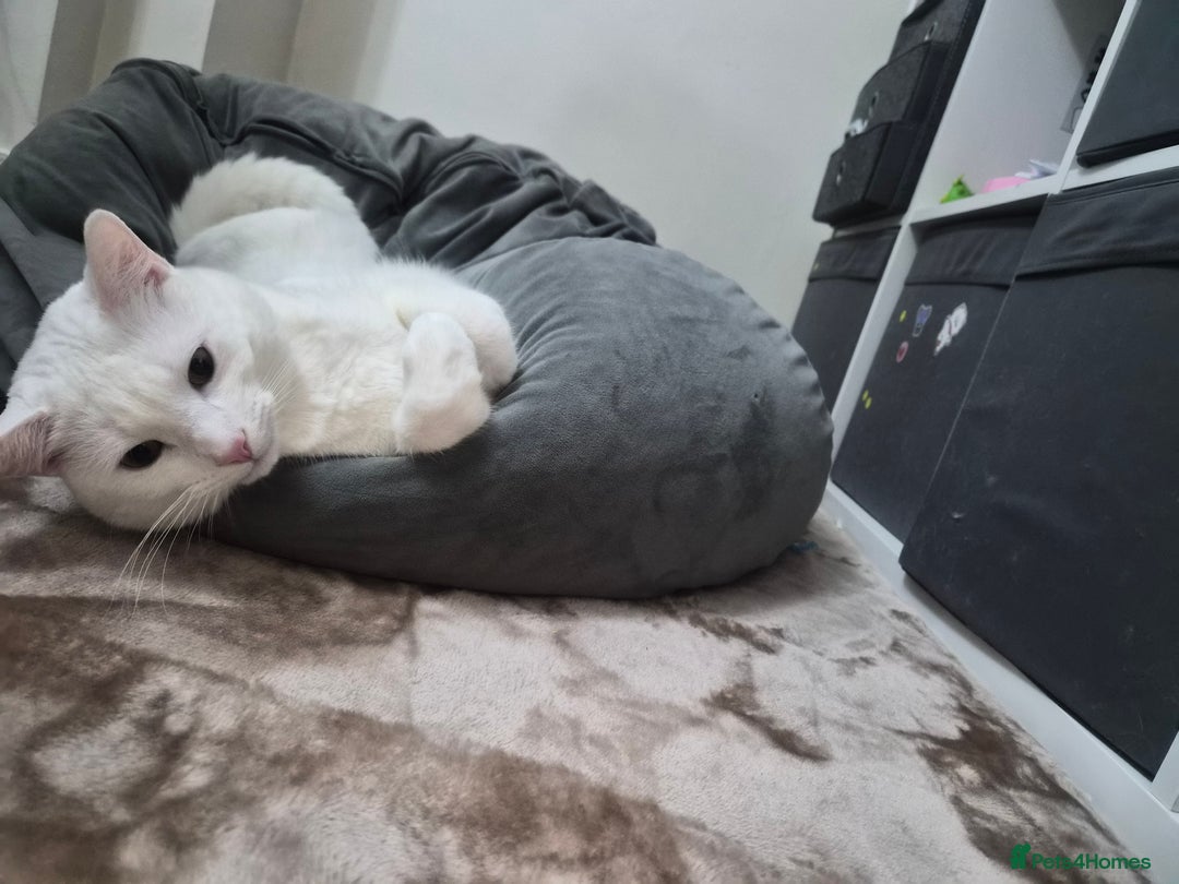 Turkish Angora cats for sale: lovely male turkish angora x khao manee - Advert 1