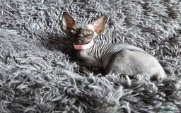 Sphynx cats for sale: TICA registered Canadian sphynx  - Image 1