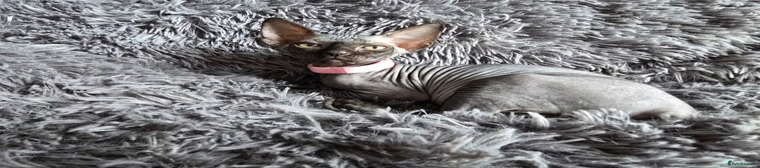 Sphynx Kitten 3