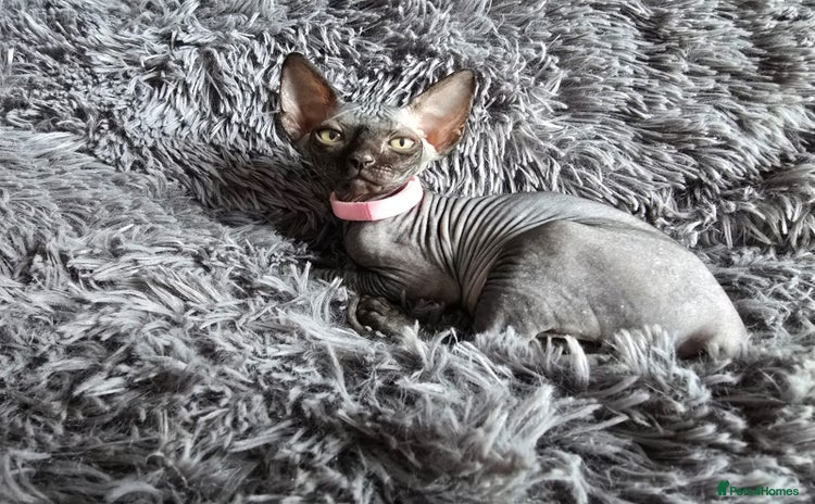 Sphynx cats - Advert 1