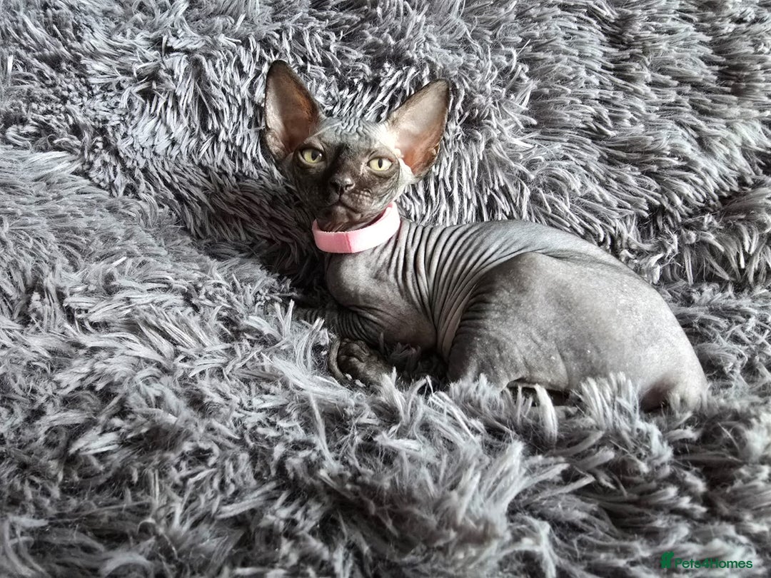 Sphynx cats for sale: TICA registered Canadian sphynx  - Image 1