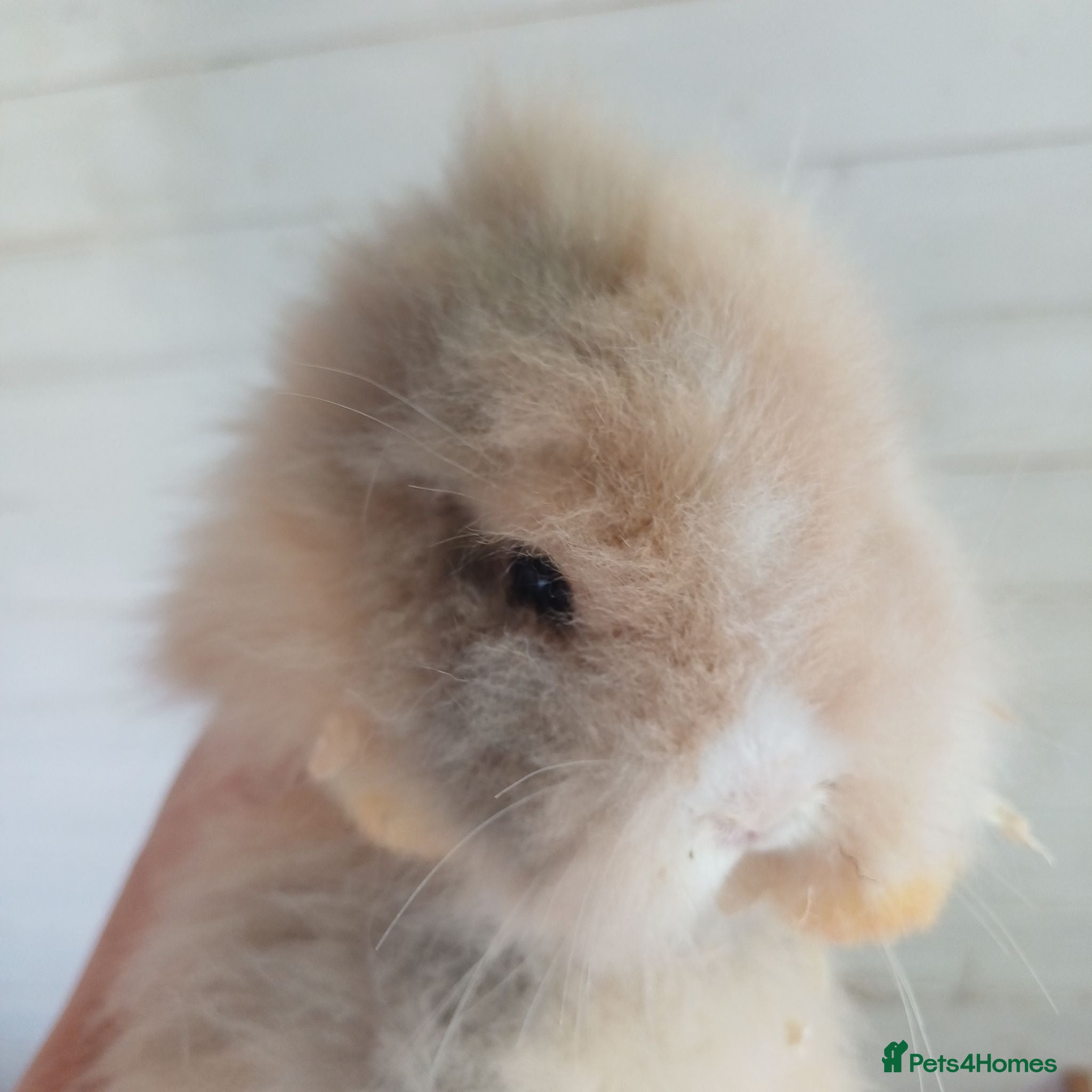 Lionhead rabbits Baby double main lionhead bunnies for sale  - Advert 19