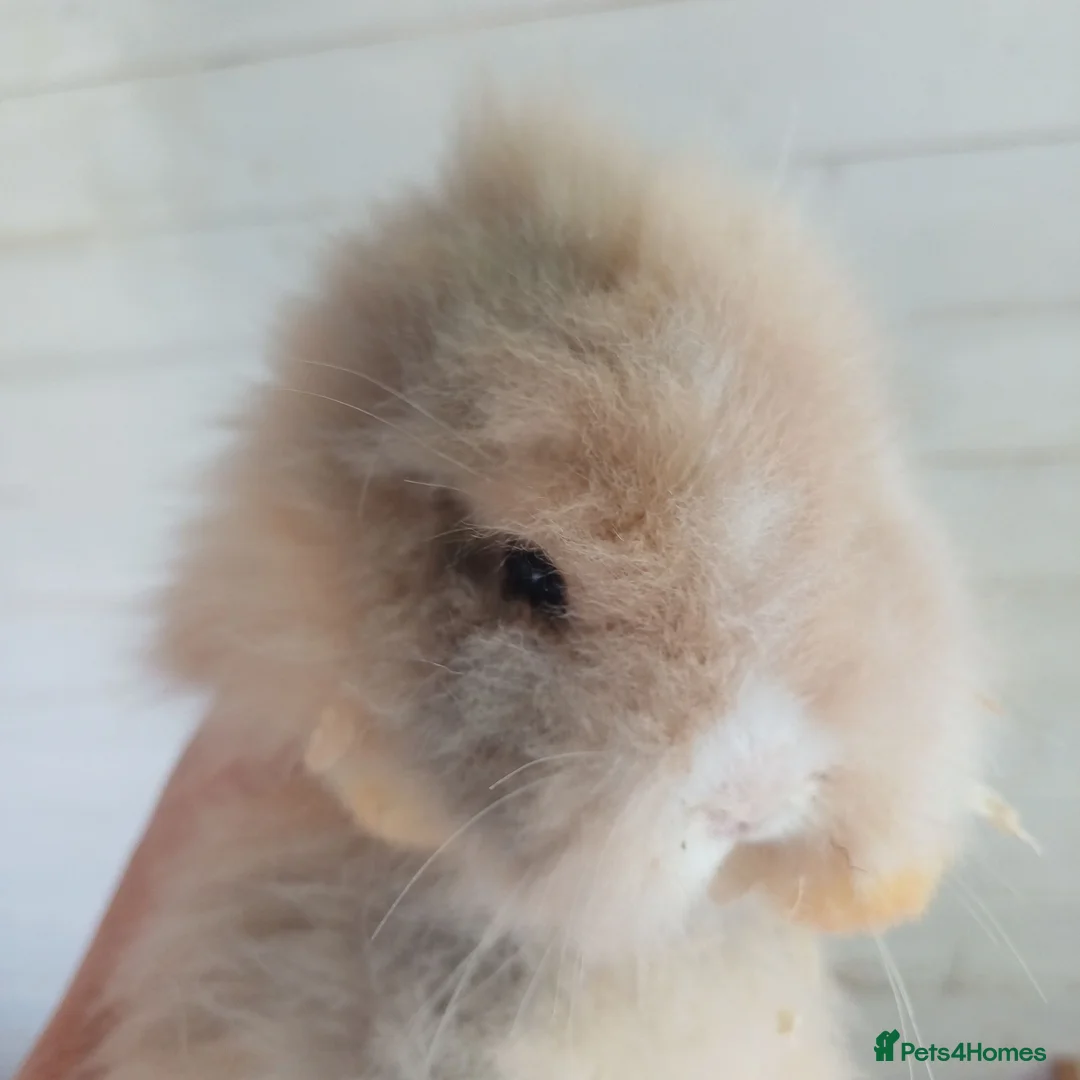 Lionhead rabbits for sale: Baby double main lionhead bunnies for sale  - Advert 2
