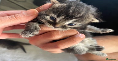Scottish Fold cats in Liverpool - Advert 1
