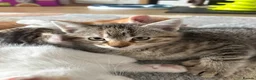 Domestic Shorthair cats for sale: 6 beautiful playful kittens - Advert 12