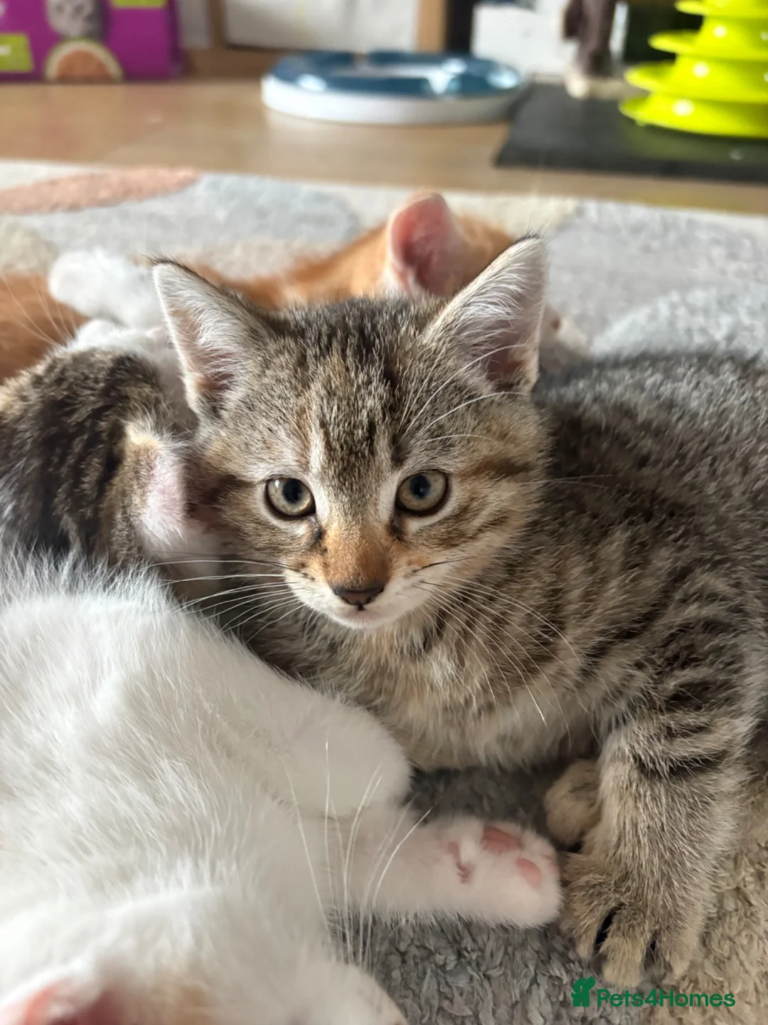 Domestic Shorthair cats for sale: 6 beautiful playful kittens - Advert 12