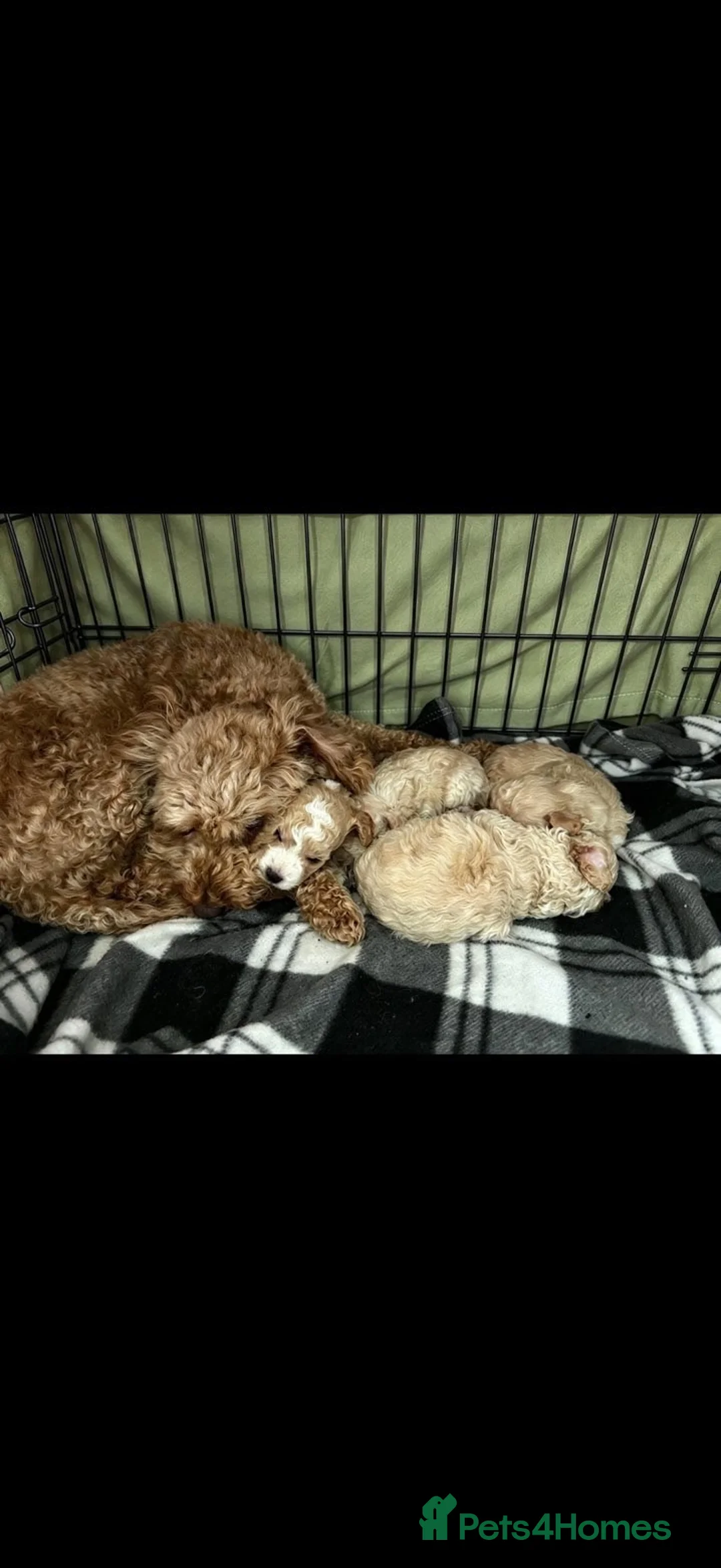 Cockapoo dogs for sale: Beautiful miniature cockapoo in Bridgwater - Advert 12