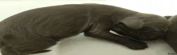 Sprocker dogs for sale: F1 sprocker puppies - Advert 39