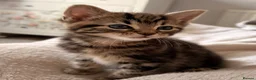 Mixed Breed cats for sale: One beautiful kitten male ready soon - Advert 11