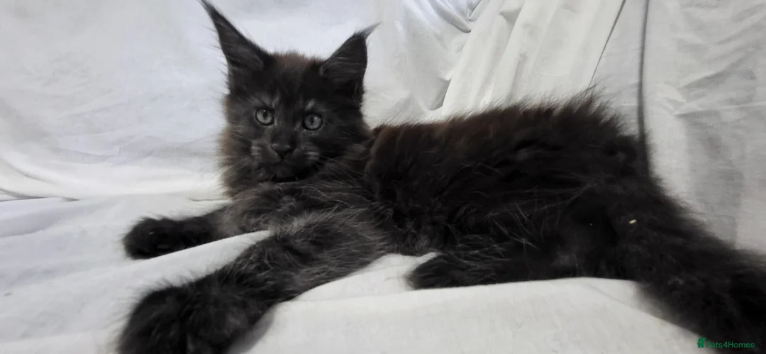 Maine Coon cats for sale: Gccf Pedigree Maine Coon kittens in Yeovil - Advert 13