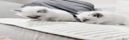 Ragdoll cats for sale: Blue Point Ragdoll Kittens for sale - Advert 6