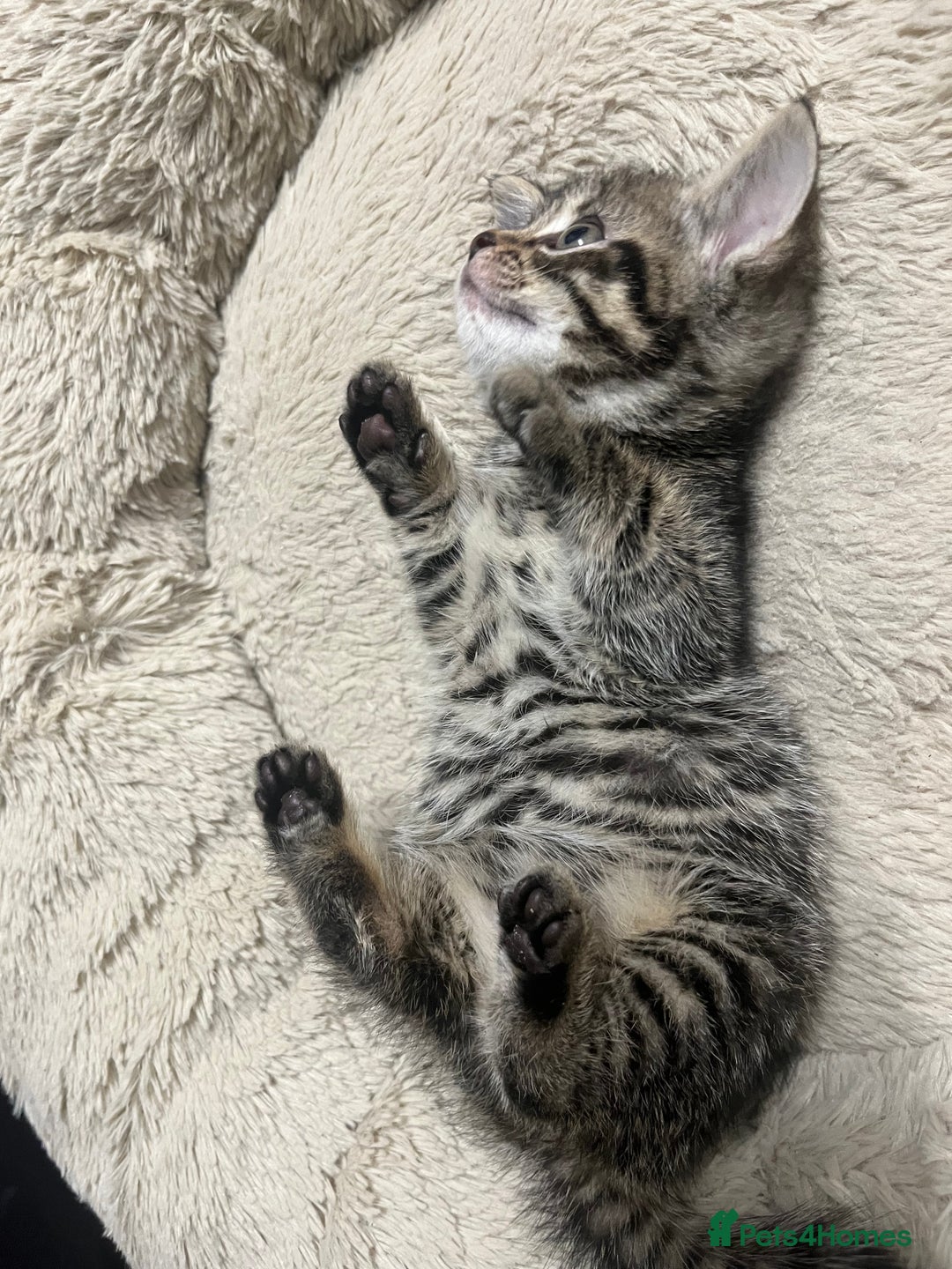 Mixed Breed cats for sale: 🐾 Beautiful 6week old mix tabby Kittens - Advert 5