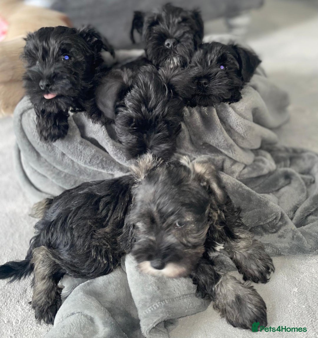 Miniature Schnauzer dogs for sale: KC Pedigree Mini Schnauzer - Image 11
