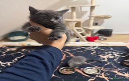 British Shorthair cats for sale: British shorthair  - Image 1