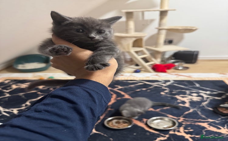 British Shorthair cats - Advert 1