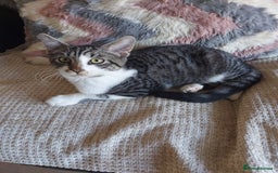 Maine Coon cats for sale: Maine coon x sphynx kittens - Image 8