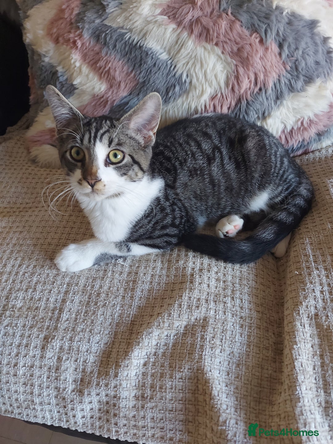 Maine Coon cats for sale: Maine coon x sphynx kittens - Image 8