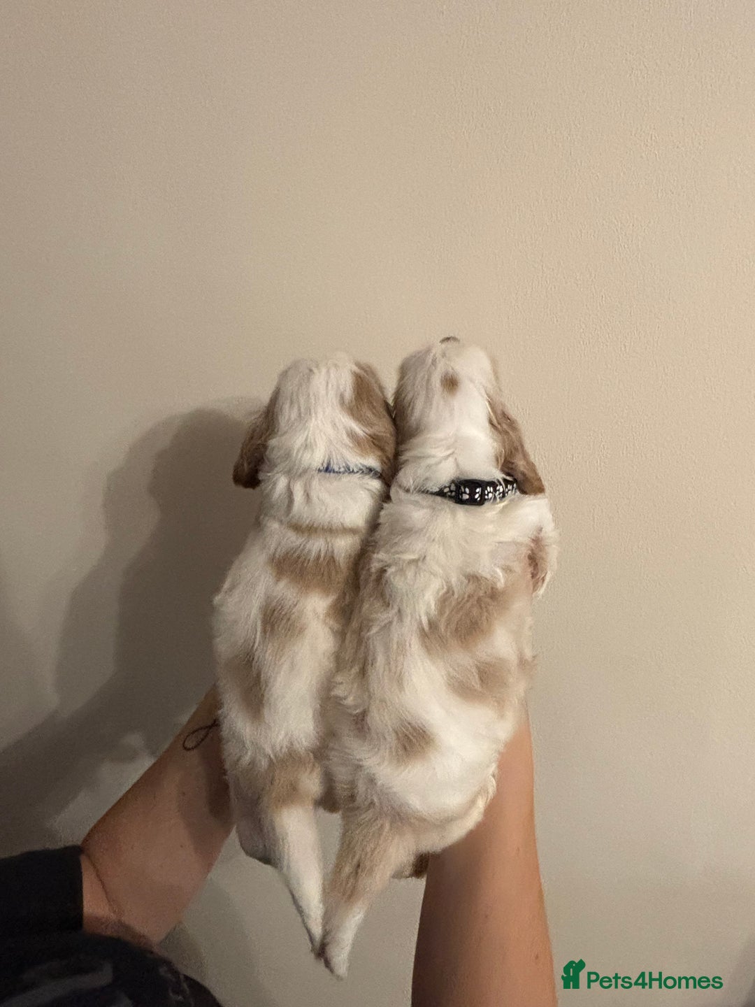 Cocker Spaniel dogs for sale: Show Cocker Spaniel Puppies  - Advert 4