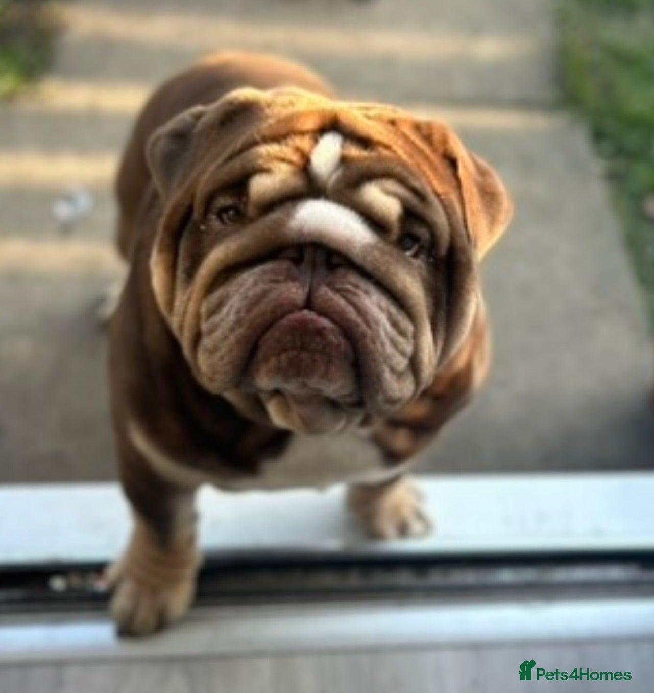English Bulldog dogs Teddy - Advert 1