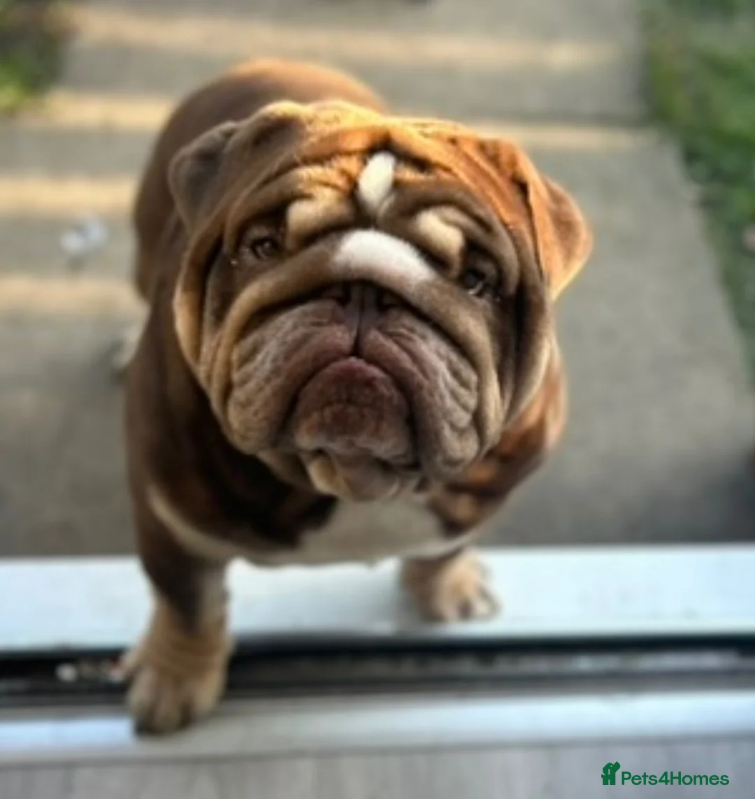 English Bulldog dogs for stud: Teddy - Advert 1
