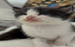 Domestic Shorthair cats for sale: Beautiful 5 tuxedo kittens available for new home. - Image 15