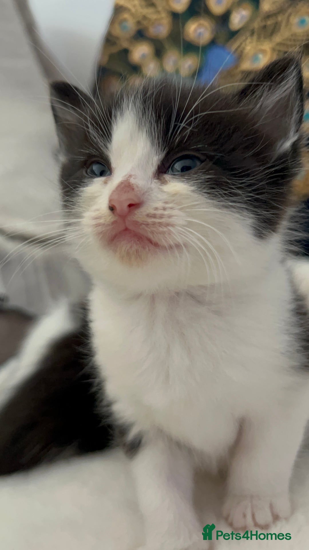 Domestic Shorthair cats for sale: Beautiful 5 tuxedo kittens available for new home. - Image 15