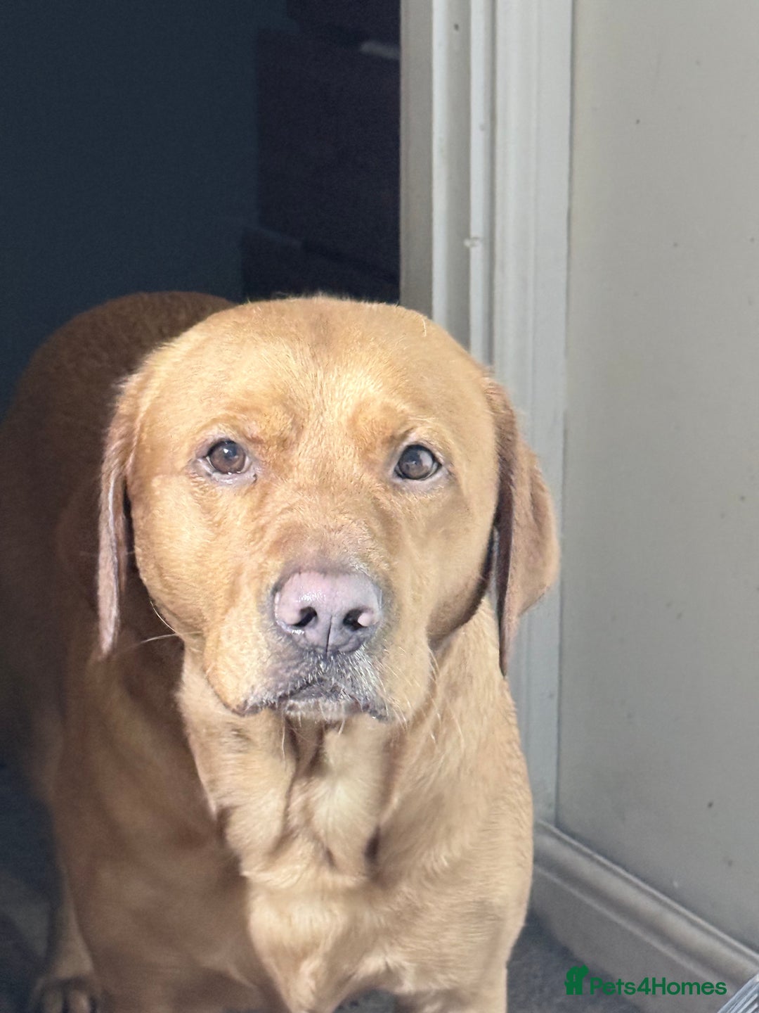 Labrador Retriever dogs for sale: KC Breeder Fox Red Labrador Puppies for sale. - Advert 3