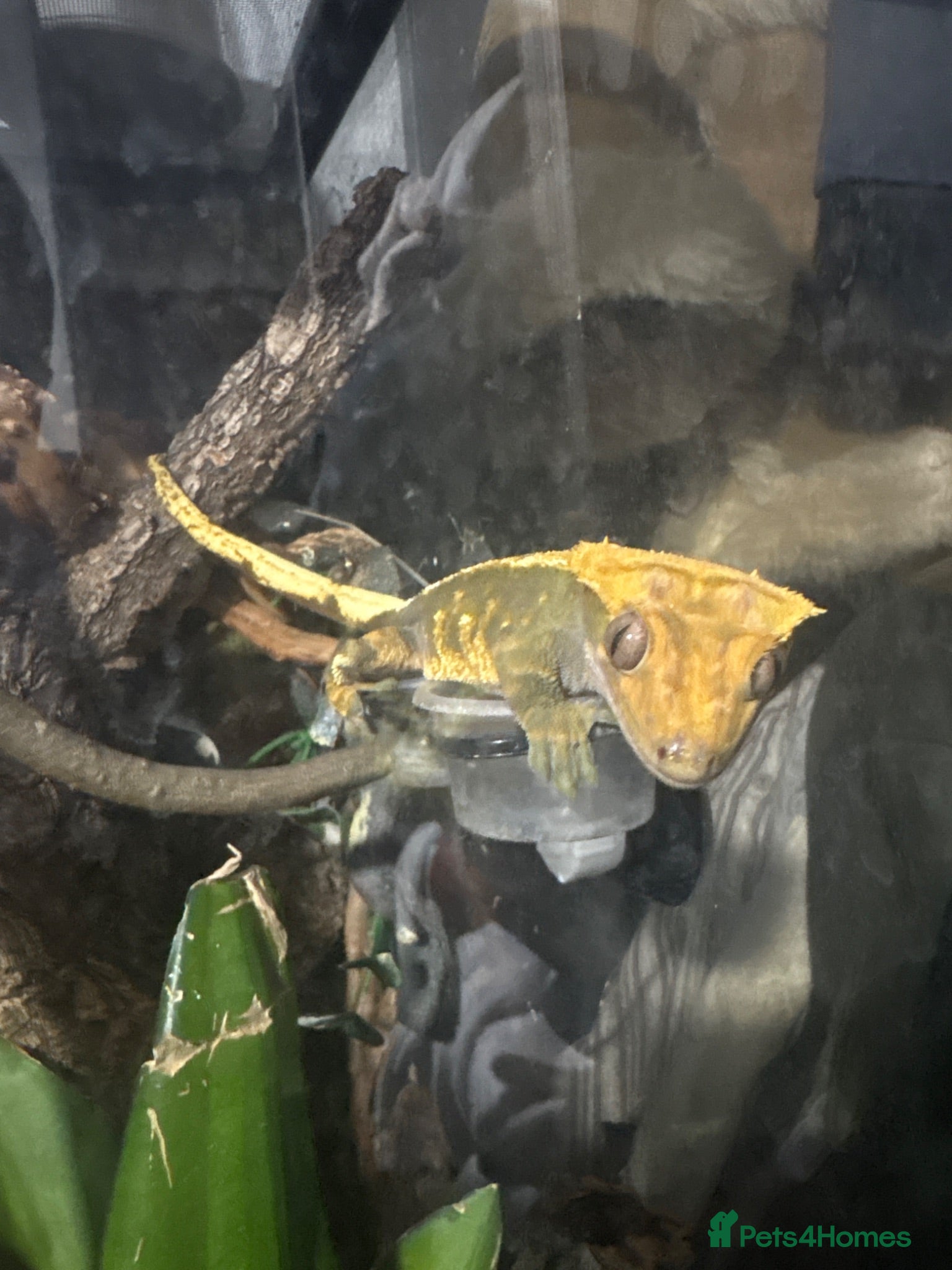 Gecko reptiles Crested gecko pet with full bioactive vivarium  - Advert 1