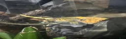 Gecko reptiles for sale: Crested gecko pet with full bioactive vivarium  in York - Advert 1