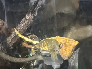 Gecko reptiles Crested gecko pet with full bioactive vivarium - Advert 5