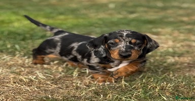 Dachshund dogs - Advert 3
