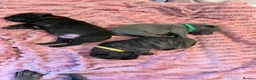 Staffordshire Bull Terrier dogs for sale: KC Staffordshire bull terrier pups  in Penarth - Advert 6