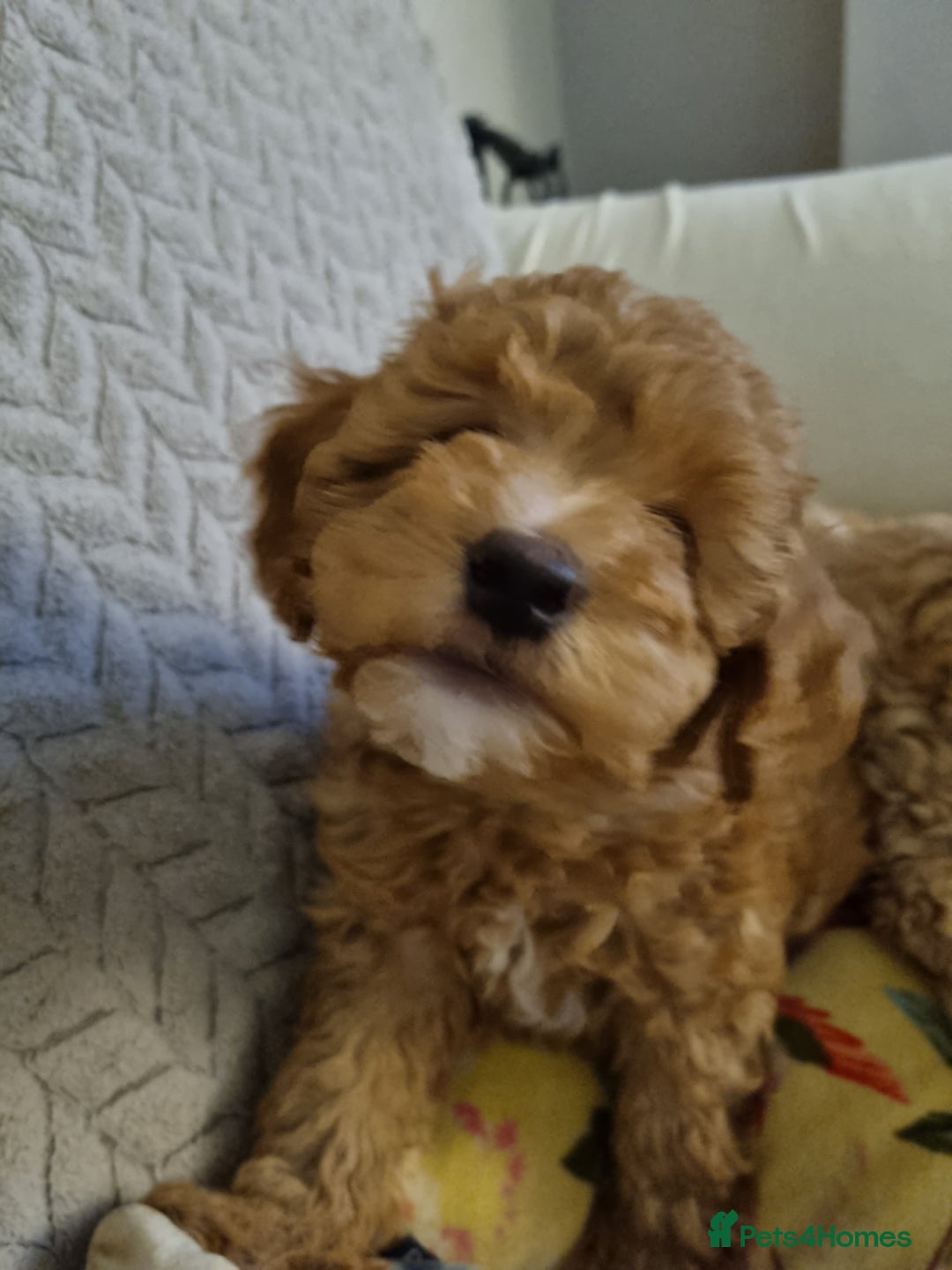 Miniature Poodle dogs for sale: Beautiful Miniature poodles  - Image 2