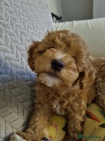 Miniature Poodle dogs - Advert 7