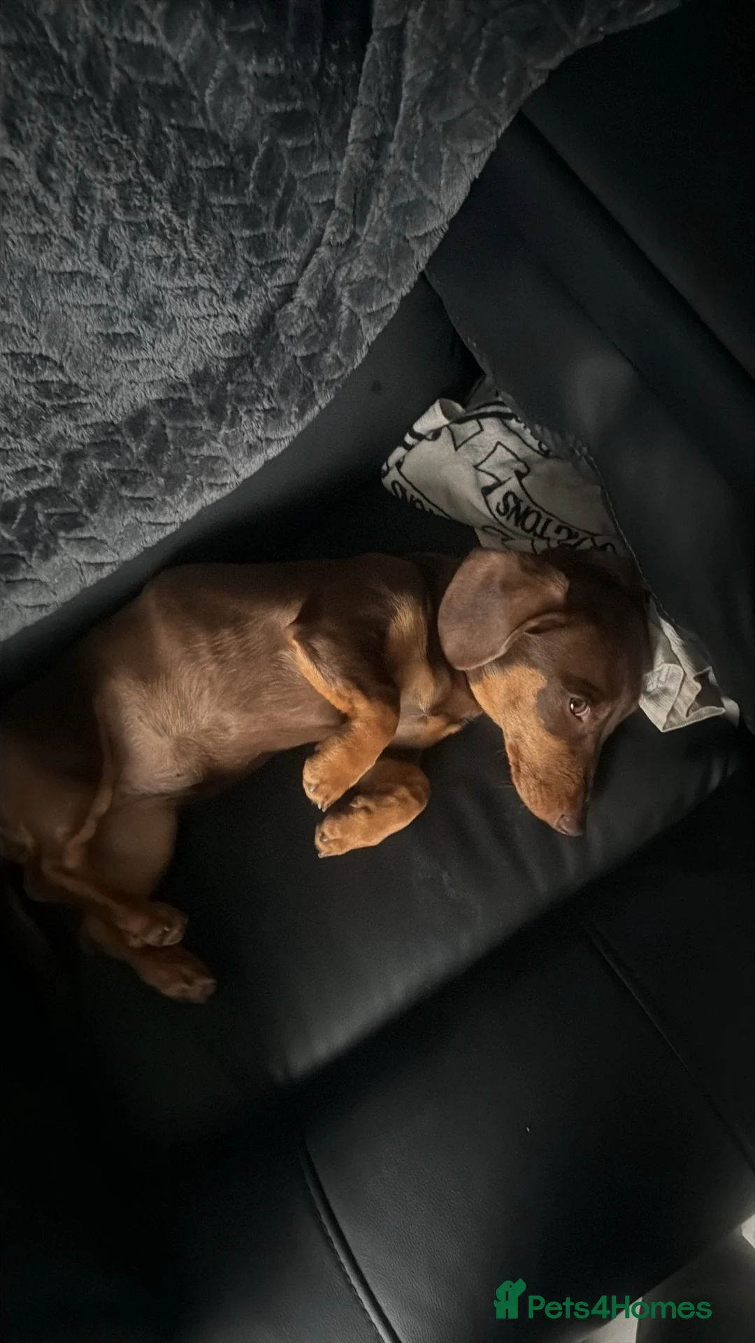 Dachshund dogs for sale: Dashcund pup - Advert 7