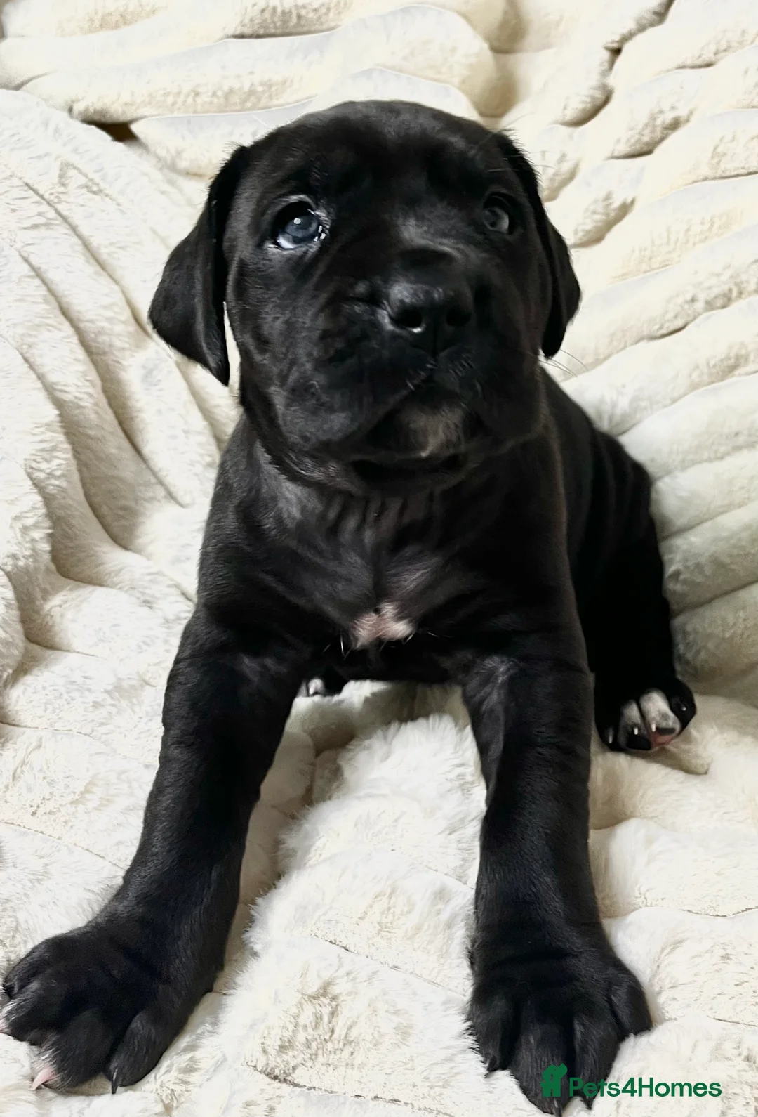 Cane Corso dogs for sale: Cane Corso Puppies  - Advert 30