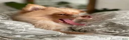 Pomeranian dogs for sale: 🐾 Beautiful Home-Raised Pomeranian Puppies   - Advert 20