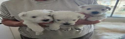 West Highland Terrier dogs for sale: Westie pups in Northumberland in Berwick-upon-Tweed - Advert 9
