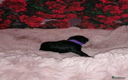Cavapoo dogs for sale: Exceptional Cavapoo babies  - Image 20