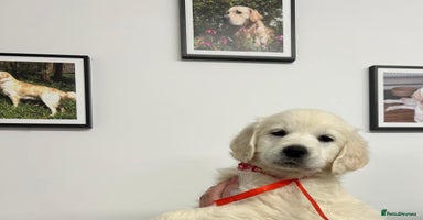 Golden Retriever dogs - Advert 9